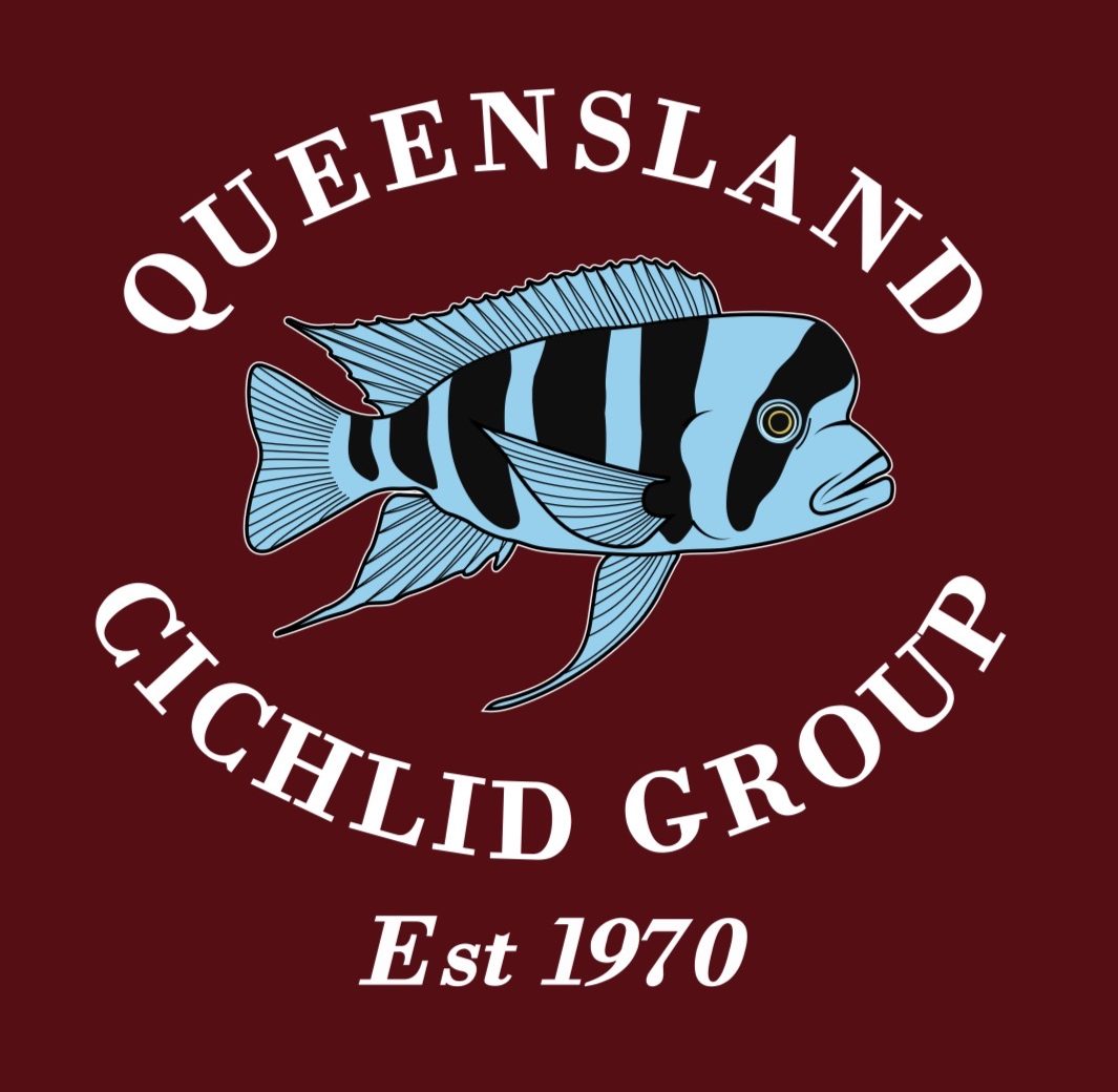 Queensland Cichlid Group